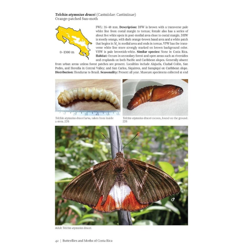 Guía de Mariposas & Polillas de Costa Rica