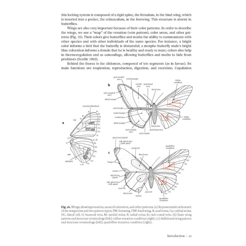 Guía de Mariposas & Polillas de Costa Rica