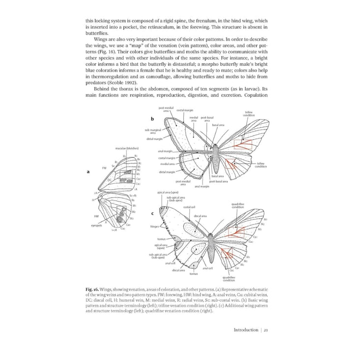 Guía de Mariposas & Polillas de Costa Rica