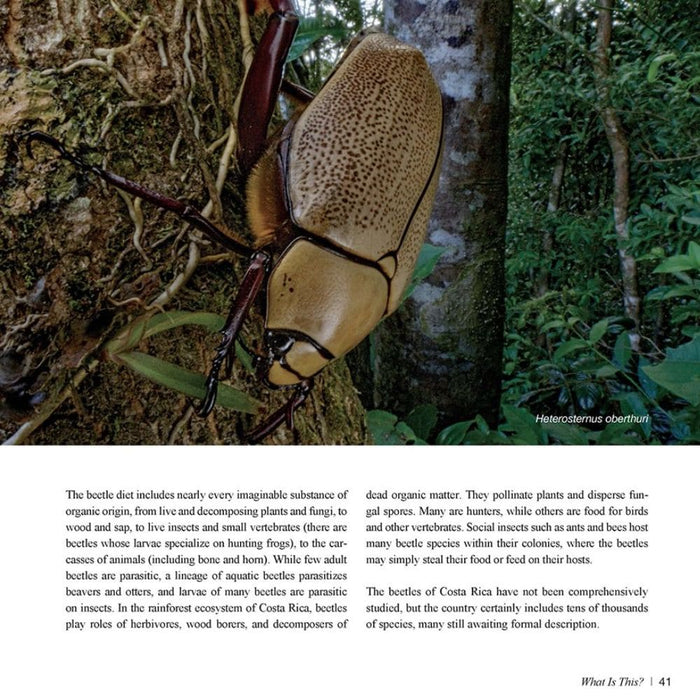 Guia Hidden Kingdom "The Insect Life of Costa Rica"