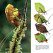 Guia Hidden Kingdom "The Insect Life of Costa Rica"