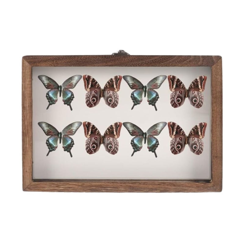 Vitrina de Insectos VOSAREA 3D con Tablero de Alfileres