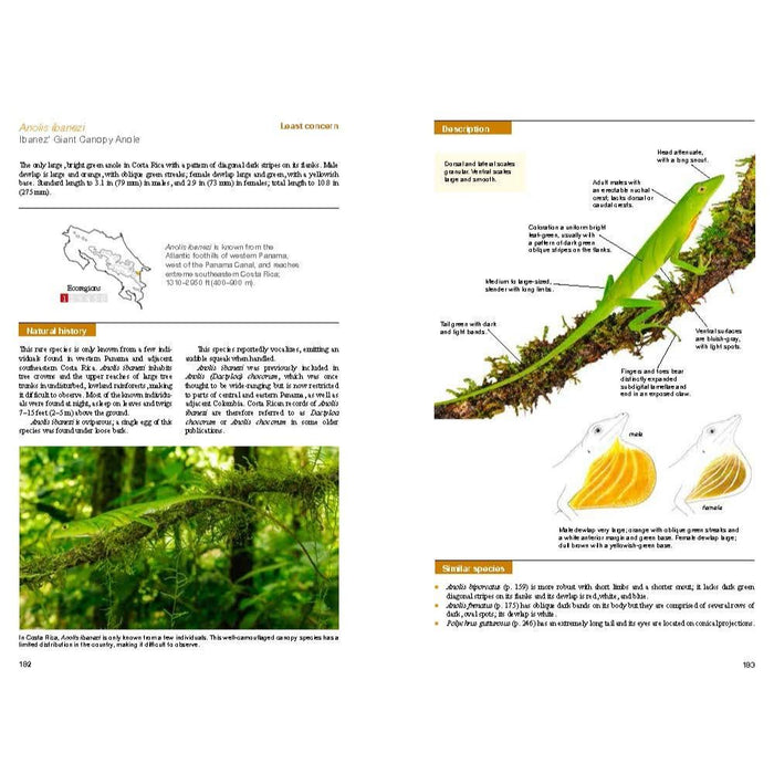 Guía de Reptiles de Costa Rica