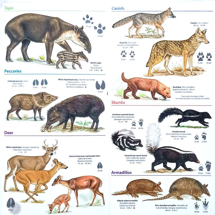 Guía de Flora y Fauna Plegables