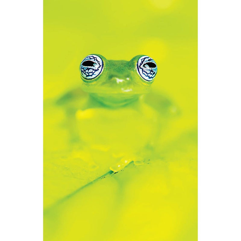 Guía de Anfibios y Reptiles de Costa Rica