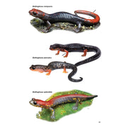 Guía de Anfibios y Reptiles de Costa Rica