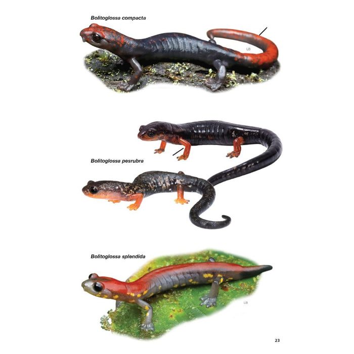 Guía de Anfibios y Reptiles de Costa Rica