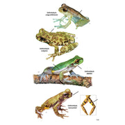 Guía de Anfibios y Reptiles de Costa Rica