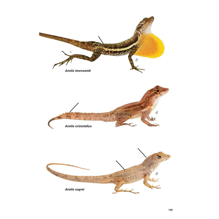 Guía de Anfibios y Reptiles de Costa Rica
