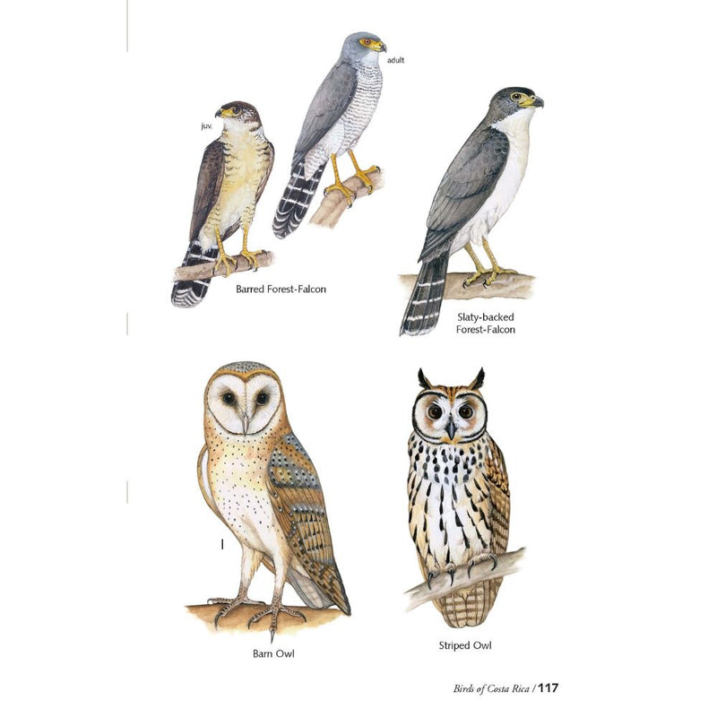 Guía de Aves de Costa Rica