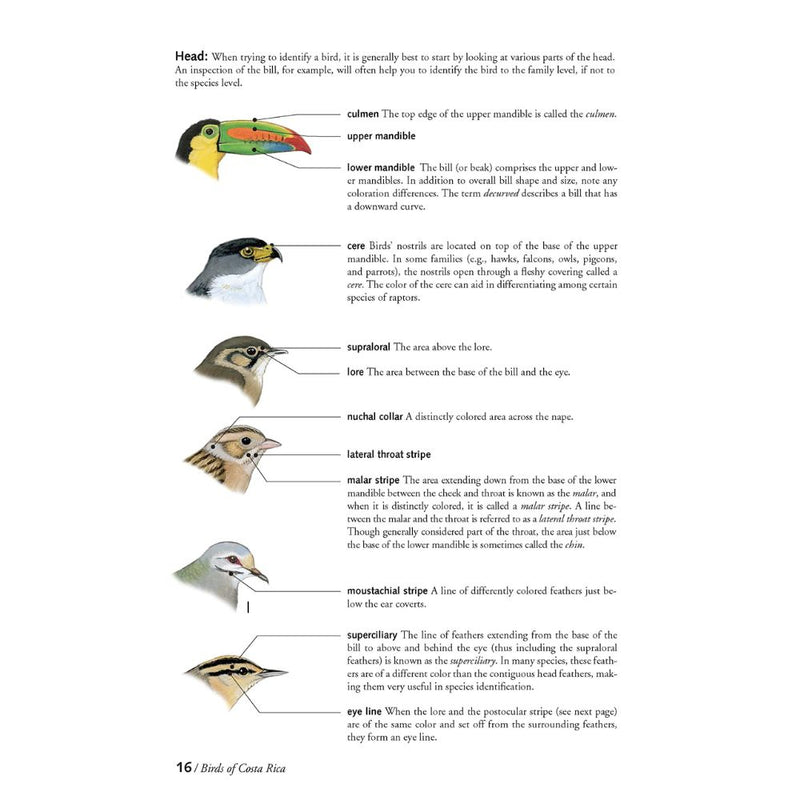 Guía de Aves de Costa Rica