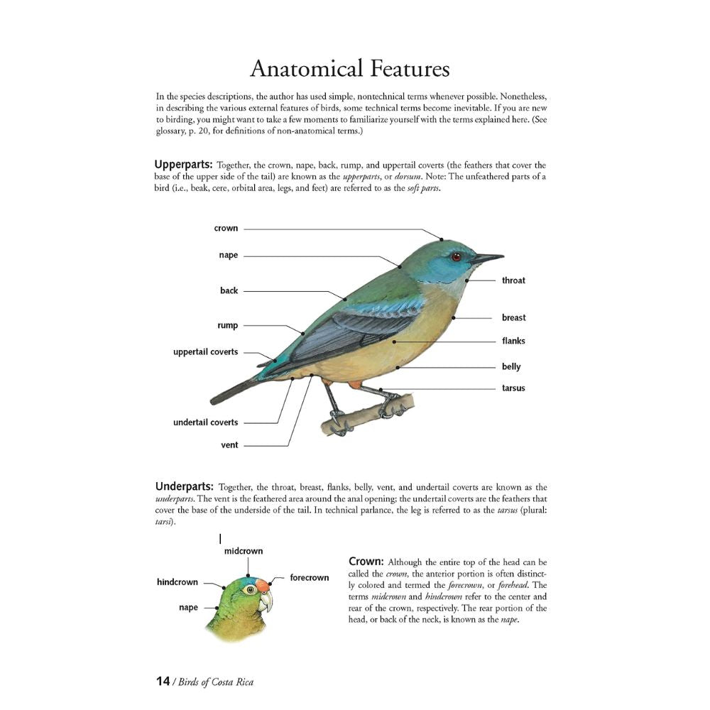 Guía de Aves de Costa Rica — Everything Adventures